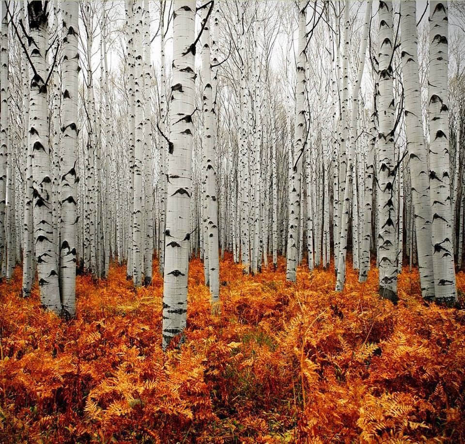 +-Bosco-di-betulle-ad-Aspens-Colorado