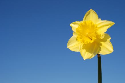 Narciso