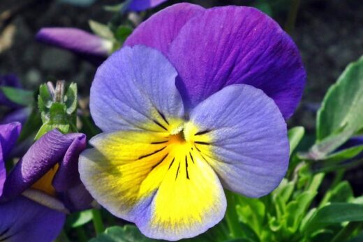 Persefone e le sue "viole del pensiero"...