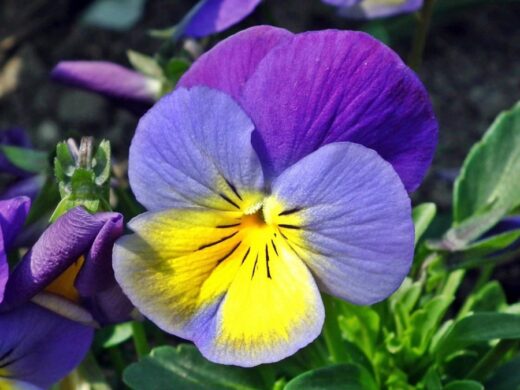 Persefone e le sue "viole del pensiero"...